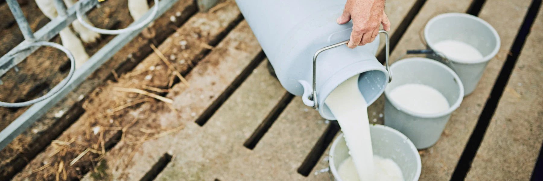 Does Milk Have Protein? How Much It Contains and If It's Enough